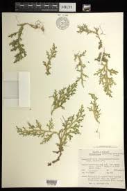 Image result for Selaginella chevalieri