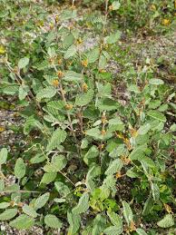 Image result for Waltheria indica