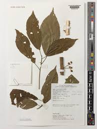 Image result for Maesobotrya floribunda