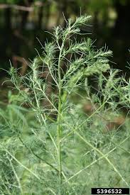 Image result for Salsola