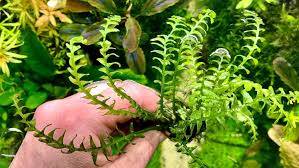 Image result for Crepidomanes