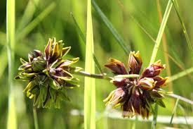 Image result for Cheilanthes schimperi