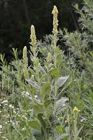 Certain types of grass can act as weeds and take over your lawn. 10 Tall Weeds With Thick Stalks That Might Invade Your Garden