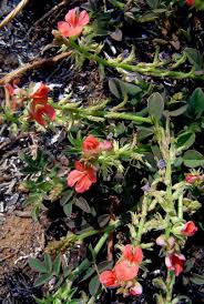 Image result for Indigofera spicata