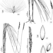 Image result for Eriochrysis pallida