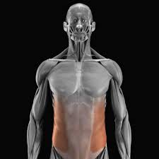 Talk to a chriopractor, ask about the spine i have had the same kind of pain in my left side in the rib cage area that radiates from back to front. Abdominal Muscles Location And Function
