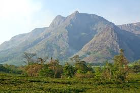 Image result for Alloeochaete oreogena