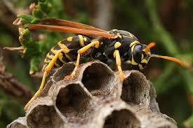 What Happens To Wasps And Hornets In The Winter - Pestlock