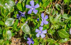 Although it is native to mexico and central america, it thrives in southern california. Best Ground Cover Plants David Domoney
