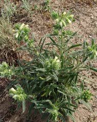 Image result for Cystostemon hispidissimus