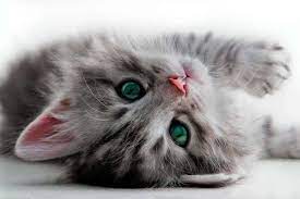 This is particularly true between the. How To Adopt Kittens 10 Kitten Adoption Do S Don Ts