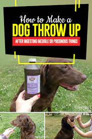 How To Make A Dog Throw Up Most Safe Quick And Effective Method