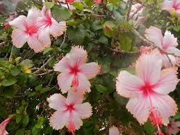 Maybe you would like to learn more about one of these? Wallpaper Pink Color Flowers Hibiscus