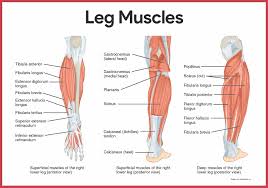 Learn the muscles of the leg fast with these quizzes, diagrams and labeling exercises. Muscular System Anatomy And Physiology Nurseslabs