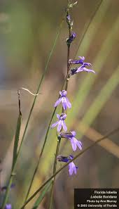 Image result for Lobelia flaccida