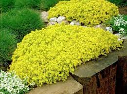 Elle est rustique et résistante au froid. Plante Succulente Une Belle Vivace Pour Decorer L Exterieur