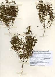 Image result for Indigofera congolensis