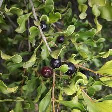 Image result for Euclea undulata