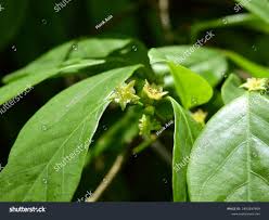 Image result for Bridelia