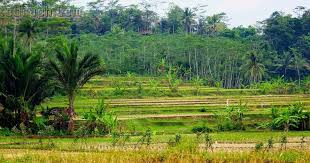  Wallpaper Pemandangan Desa Wallpaper Pemandangan Wallpaper Pemandangan Desahttp Pemandanganoce Blogspot Com 2017 09 Wallpaper Pemandangan Wallpaper Alam Alam