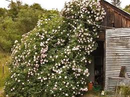 Moser House Shed Rose Rose Photo Rose Photos Heritage Rose Shed