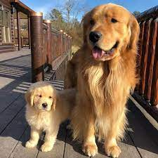 98 6k Likes 1 479 Comments Golden Retrievers Goldenretrievers On Instagram 10 Big Little Duos Dogs Golden Retriever Retriever Puppy Golden Retriever