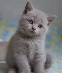 Avis Persan A Donner Chaton British Shorthair Gratuit Planetrock Chats Adorables Bebe Chat Chats Et Chatons