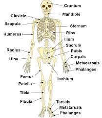Over 630, and is responsible for approx. Bones Muscles And Joints Steemit