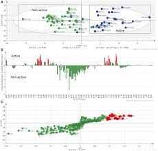Image result for Helichrysum harveyanum