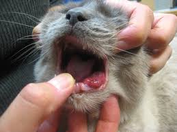 But sometimes your cat may have a tumor that you can't feel from the outside. Head Neck Tumors Oral Dr Julius Liptak