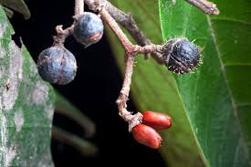 Image result for Allophylus whitei