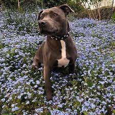 Owning A Staffordshire Bull Terrier Guide Barking Mad Uk