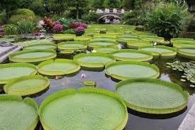 Aquatic Botanical Garden Of Mizunomori Shiga Guide