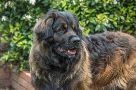 Checkout the leonberger dogs to buy at very affordable rate near you here at dogspot.in. The Leonberger Ultimate Breed Information Guide Your Dog Advisor