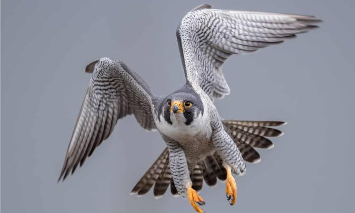 12 Coolest Types of Birds of Prey - A-Z Animals