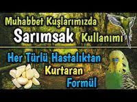 Welche Fruchte Haben Wellensittiche Welches Gemuse Wellensittiche Amazon Blauerwell 2020 Muhabbet Kuslari Meyve Sebzeler