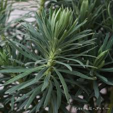 Image result for Euphorbia williamsonii