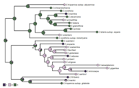 Image result for Crambe kilimandscharica