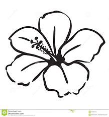 Hibiscus Royalty Free Stock Photo Image 15325115 Hibiscus Drawing Hibiscus Flower Drawing Flower Drawing