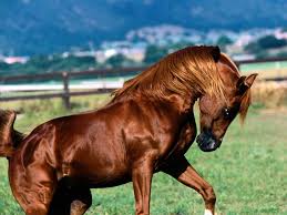 Image result for ‫حیوانات اسب‬&lrm;