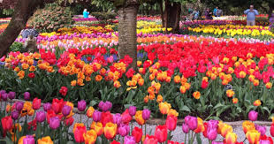 April 30, 2021 11:02 a.m. 2020 Skagit Valley Tulip Festival Tour Shutter Tours