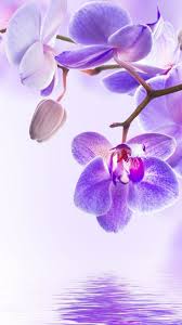 Cvetok Orchid Flower 4k Vertical New Ideas Orchid Wallpaper Flower Wallpaper Orchid Photography