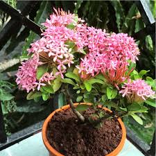 Image result for Ixora nana