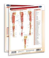 However, the spinal erectors travel the length of the entire spine. Muscular System Study Guide Quick Reference Resource