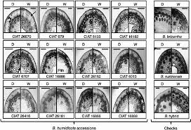 Image result for Eragrostis humidicola