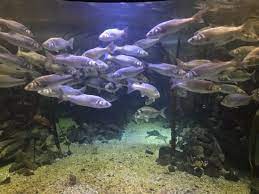 Shop beauty, electronics, fashion, home, and more. The Big Fish Tank Picture Of Anglesey Sea Zoo Sw Mor Mon Tripadvisor