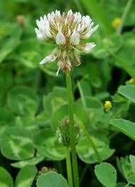 Image result for Trifolium