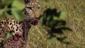 Leopard documentary roblox testing a. Young Leopard S First Big Kill Bbc Earth Youtube