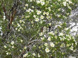 Image result for Buchnera crassifolia