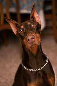494 x 375 jpeg 32 кб. Doberman Pictures Download Free Images On Unsplash